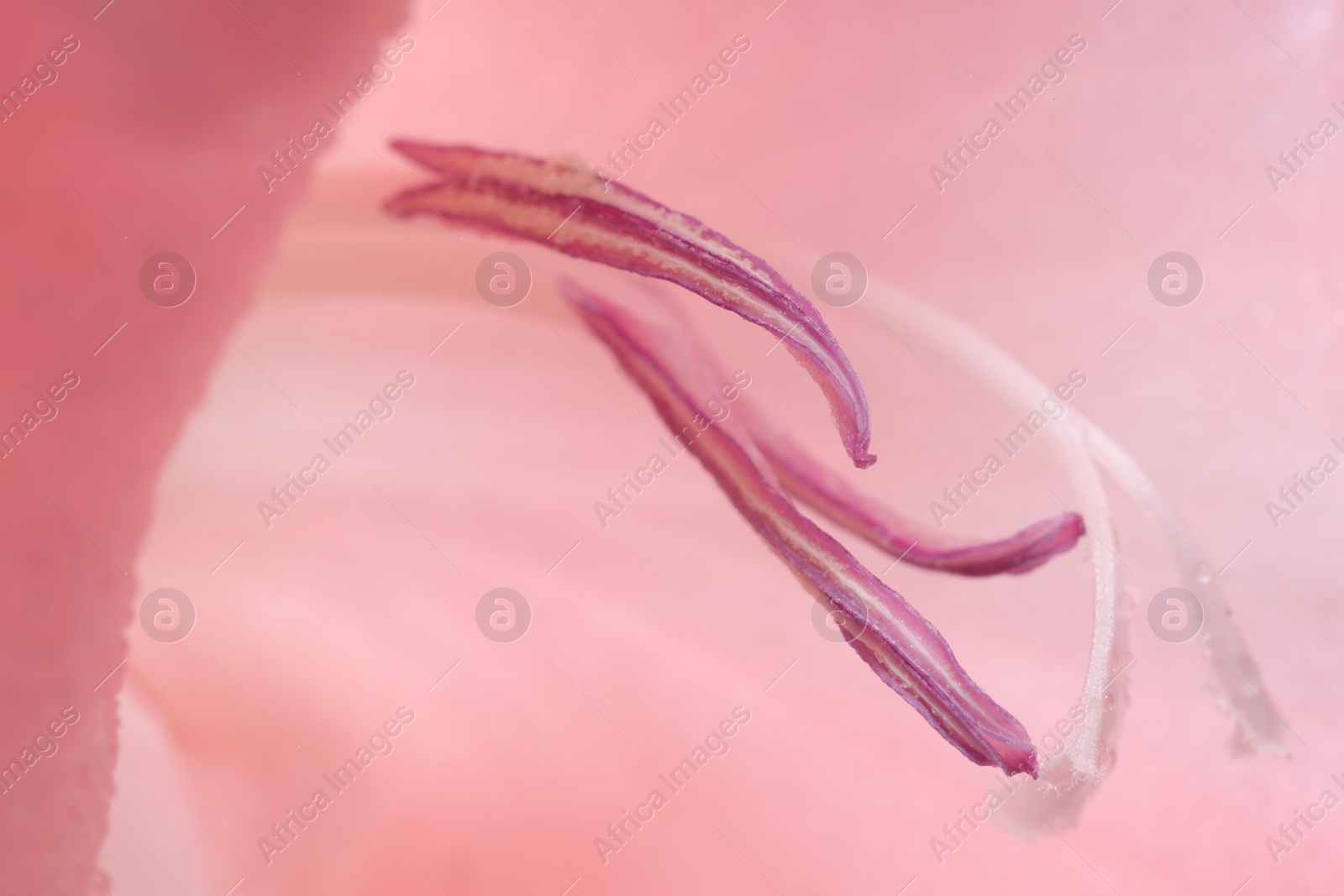 Photo of Beautiful pink gladiolus flower as background, macro view