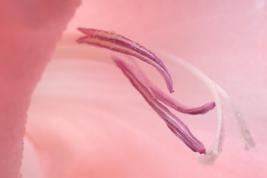 Beautiful pink gladiolus flower as background, macro view