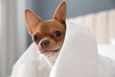 Photo of Cute Chihuahua dog wrapped in blanket at home, closeup