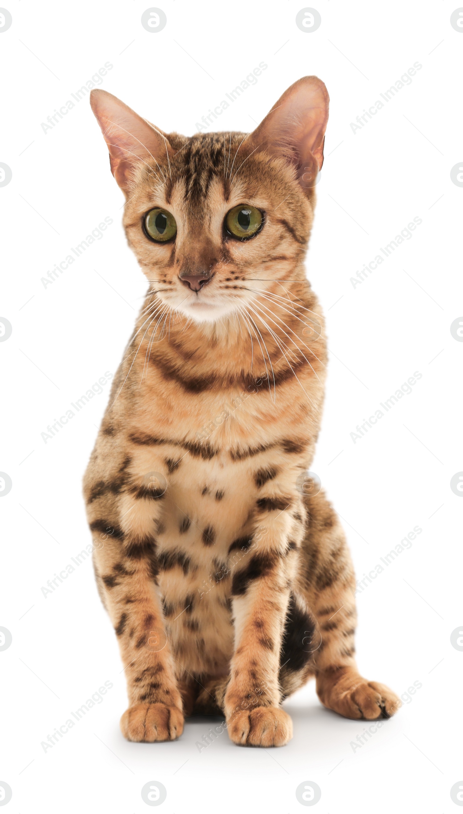 Photo of Cute Bengal cat on white background. Adorable pet