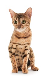 Photo of Cute Bengal cat on white background. Adorable pet