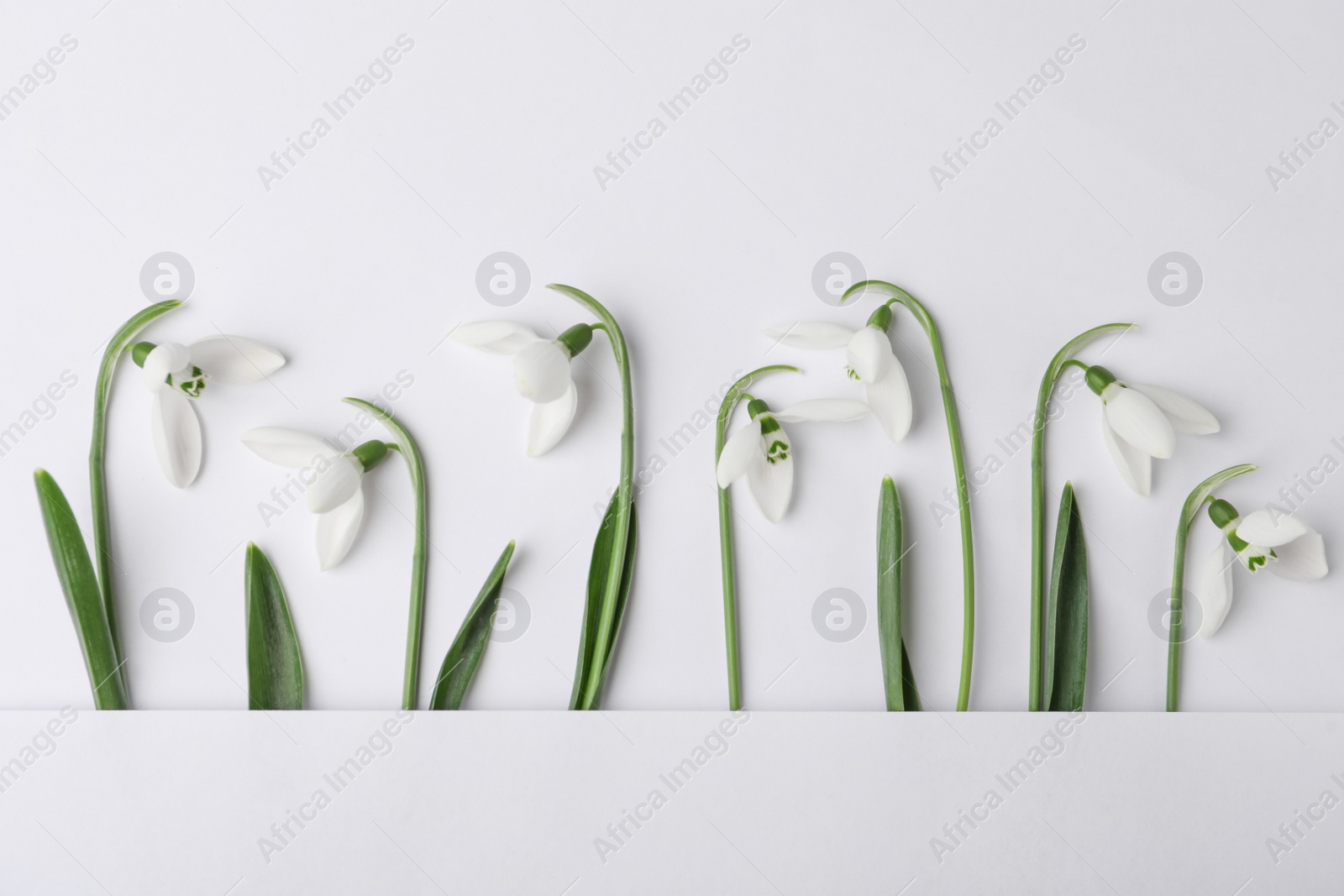 Photo of Beautiful snowdrops on white background, top view