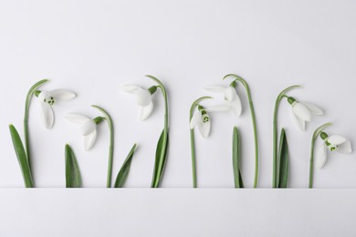 Photo of Beautiful snowdrops on white background, top view