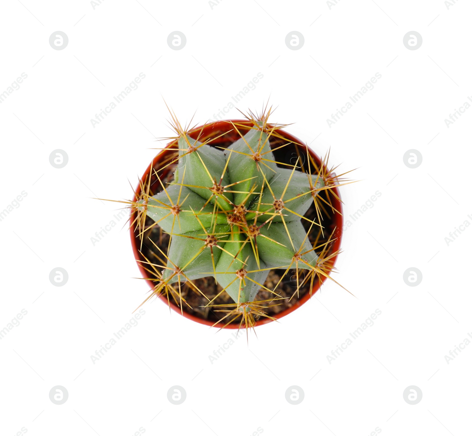 Photo of Beautiful green cactus in pot isolated on white, top view. Tropical plant