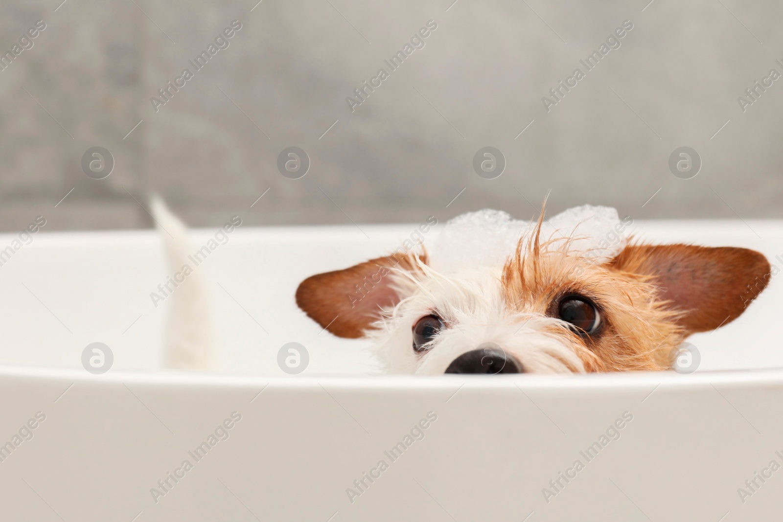 Photo of Cute dog with shampoo foam on head hiding in bath tub indoors