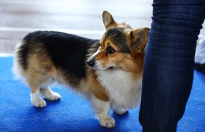 Photo of Owner with cute Welsh Corgi at dog show