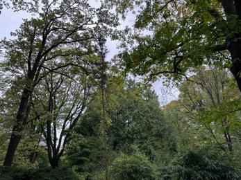 Photo of Many high trees and green bushes in beautiful park
