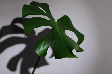 Monstera leaf casting shadow on white wall