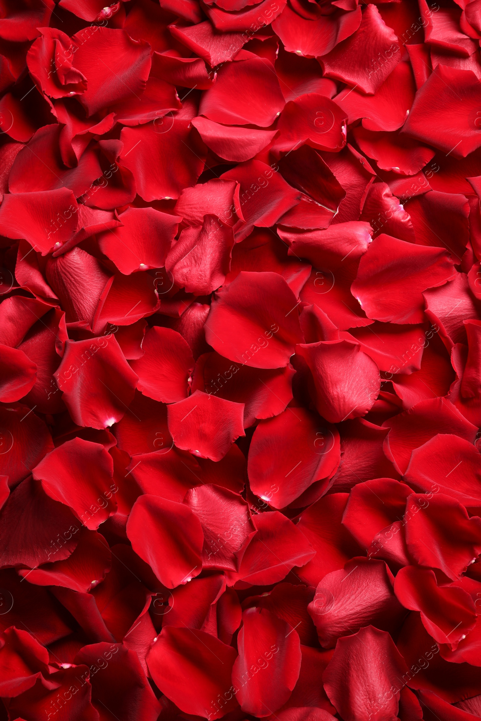 Photo of Beautiful red rose petals as background, top view