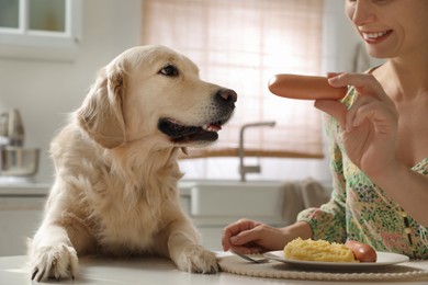 Photo of Owner giving sausage to cute dog in kitchen, closeup