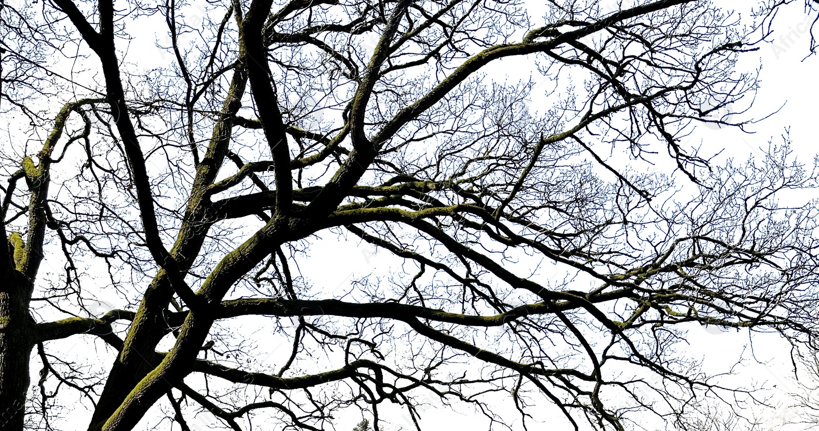 Image of Branches of beautiful tree on light background