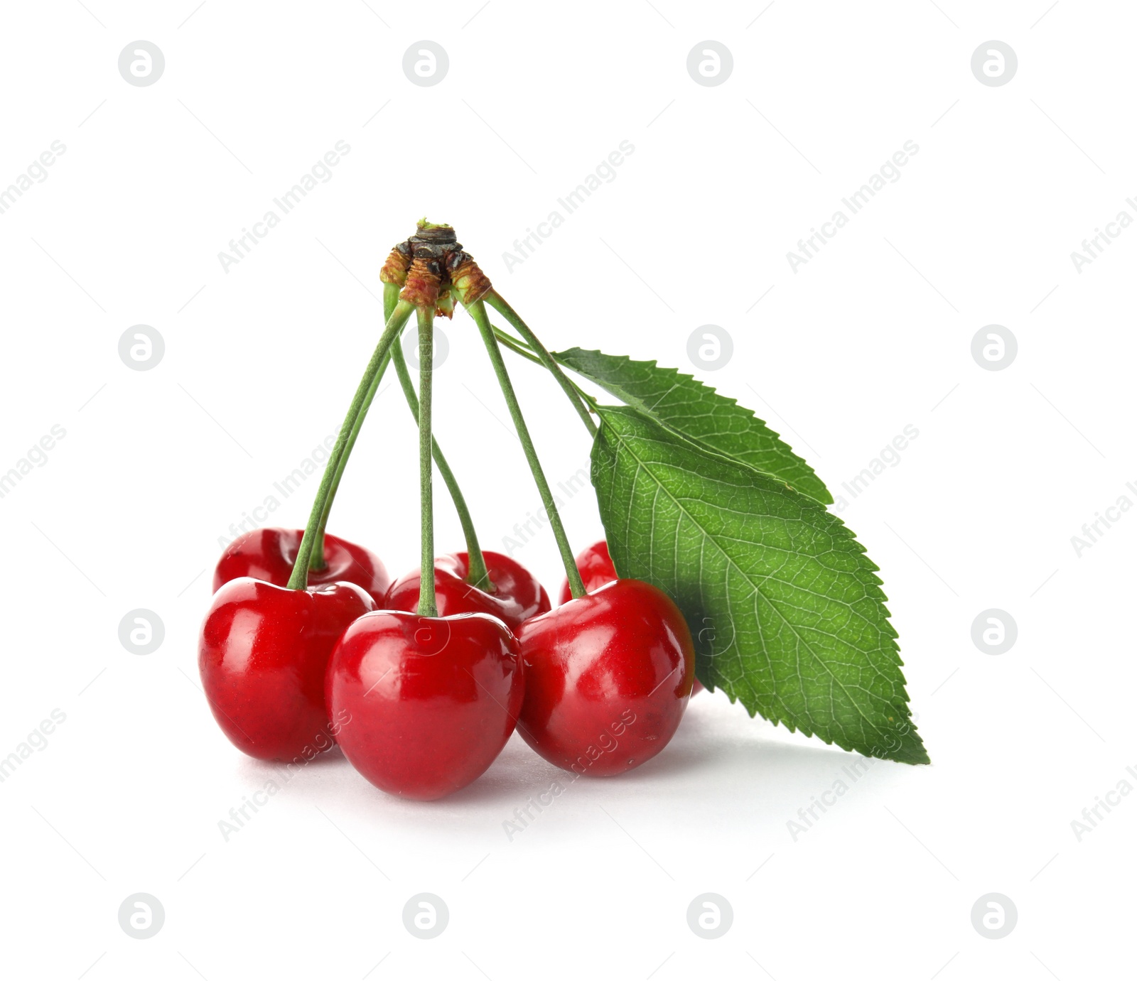 Photo of Sweet red cherries with leaves on white background