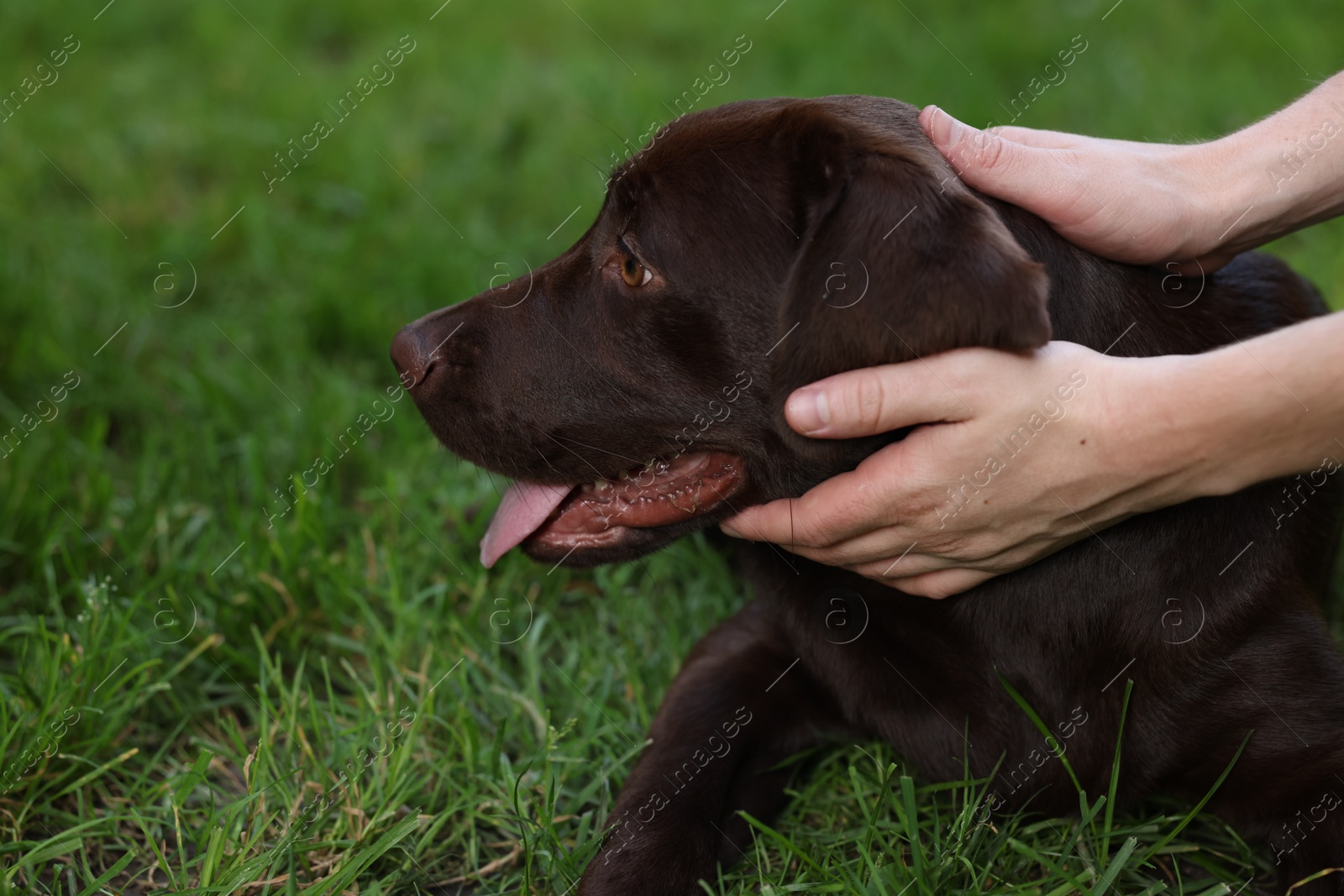 Photo of Man with adorable Labrador Retriever dog on green grass in park, closeup. Space for text