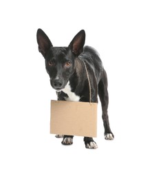 Photo of Cute black dog with blank cardboard sign on white background. Homeless pet