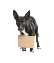 Cute black dog with blank cardboard sign on white background. Homeless pet