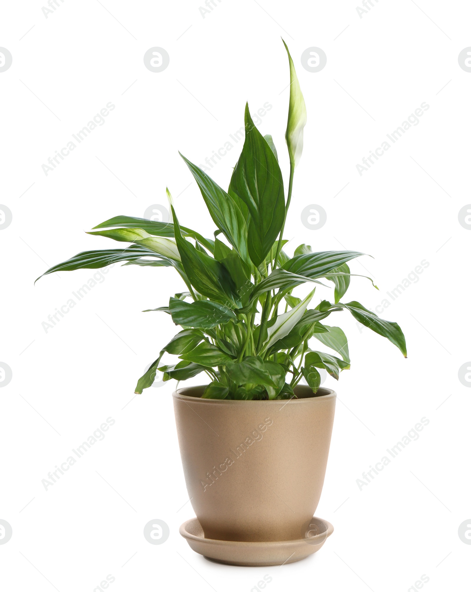 Photo of Potted peace lily plant on white background