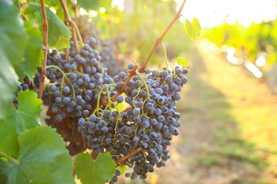 Photo of Delicious ripe grapes in vineyard. Harvest season