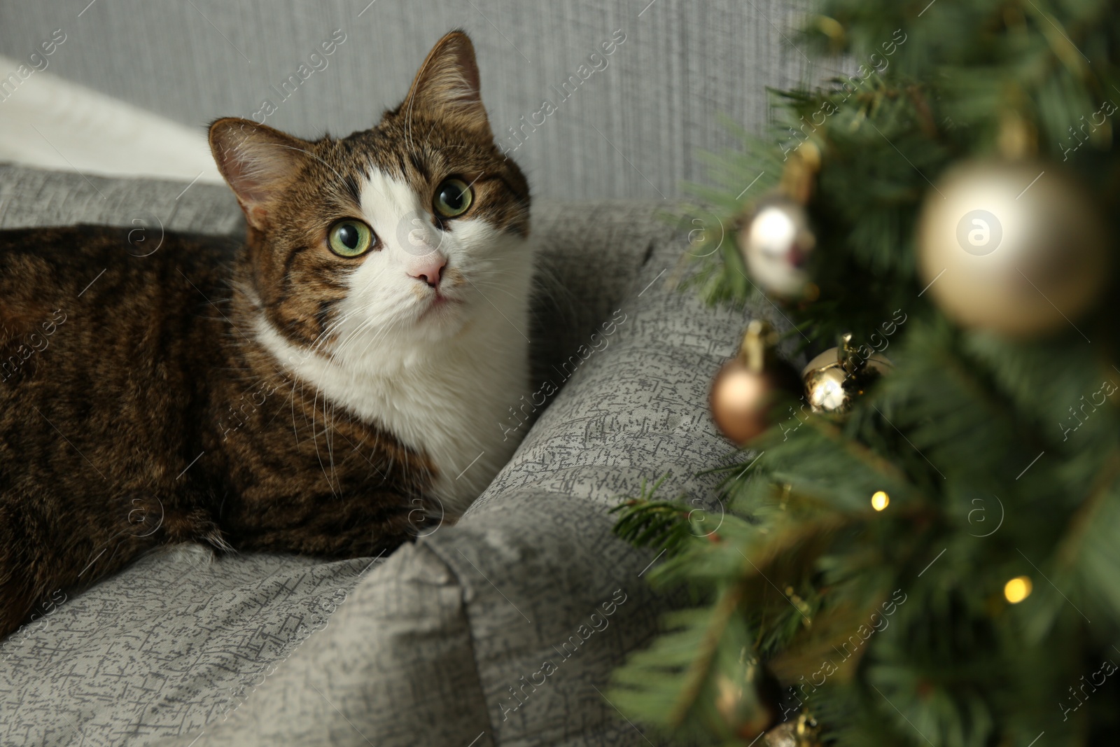 Photo of Cute cat on pet bed near Christmas tree at home