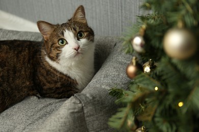 Photo of Cute cat on pet bed near Christmas tree at home