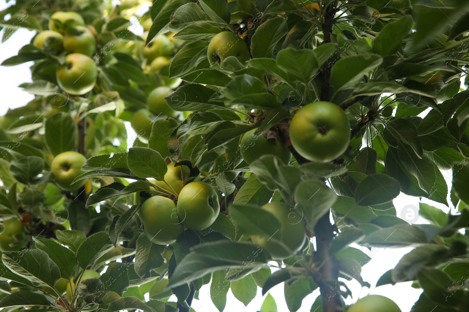 Photo of Ripe apples on tree branch in garden