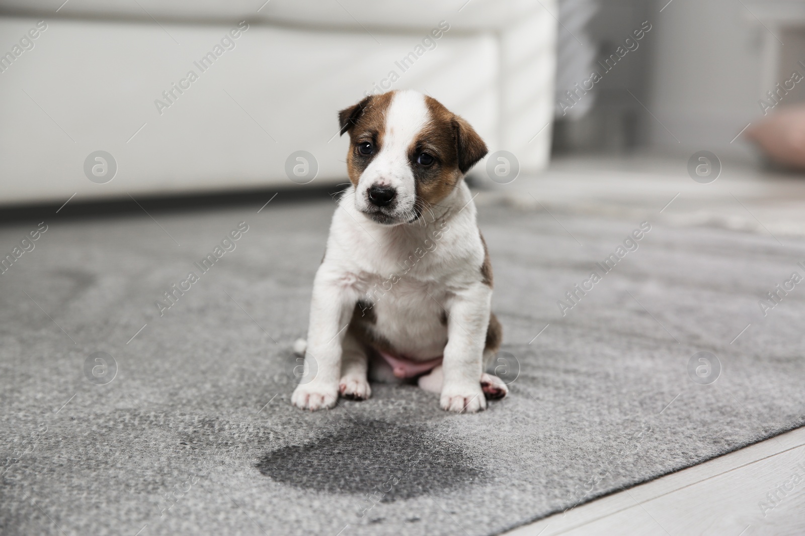 Photo of Adorable puppy near wet spot on carpet indoors