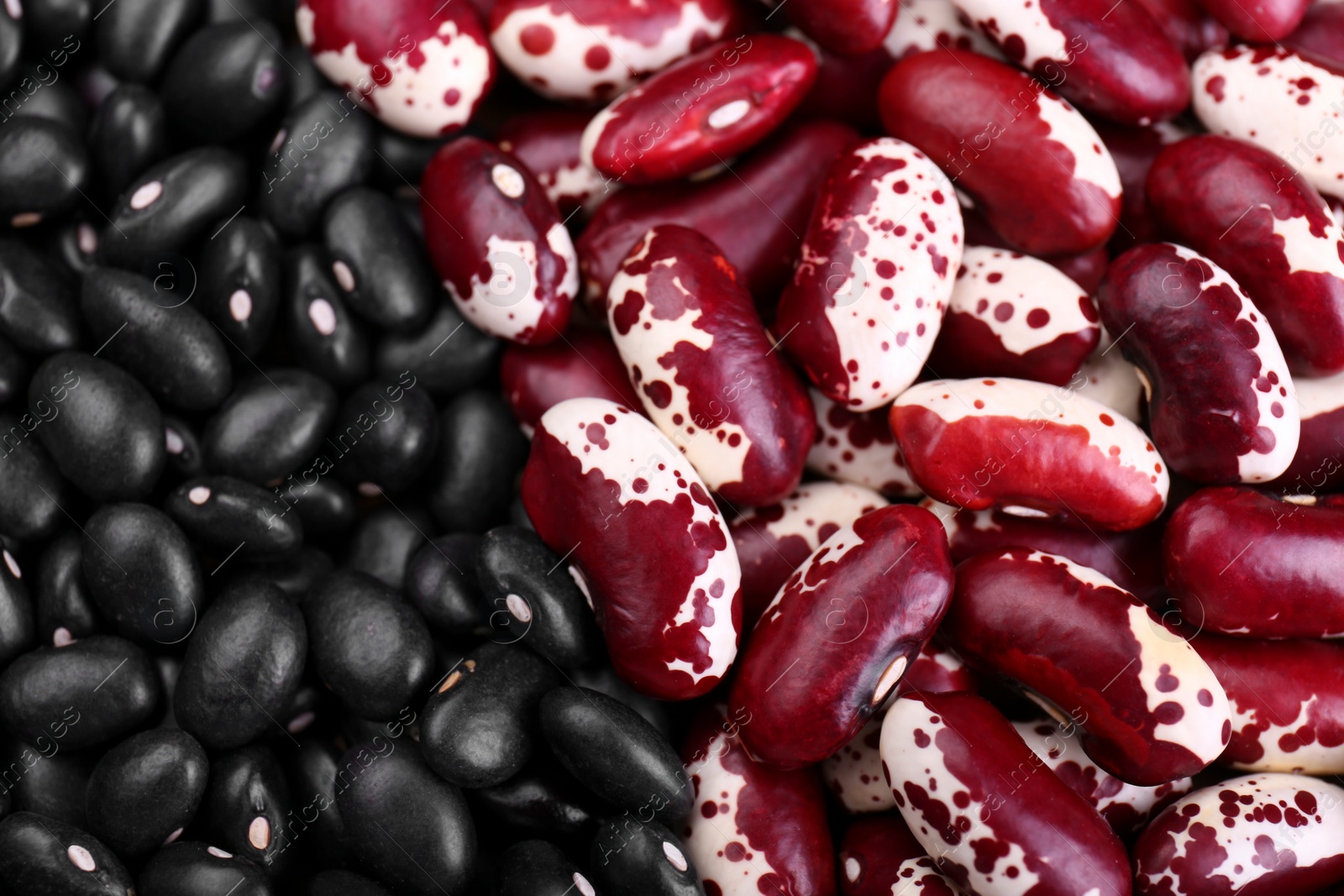 Photo of Different kinds of beans as background, closeup