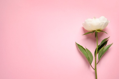 Photo of Fragrant peony on color background, top view with space for text. Beautiful spring flower