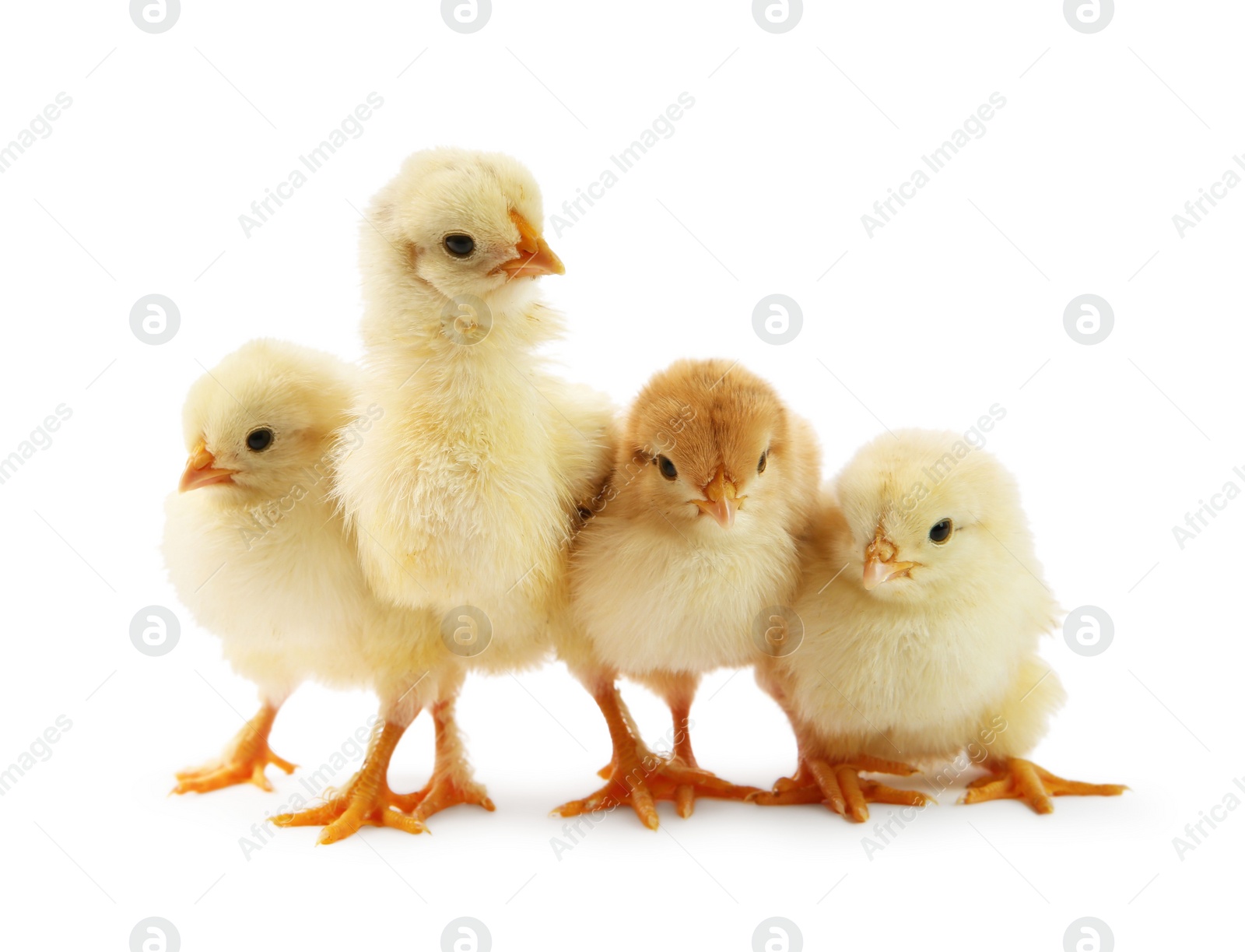 Photo of Many cute chicks isolated on white. Baby animals