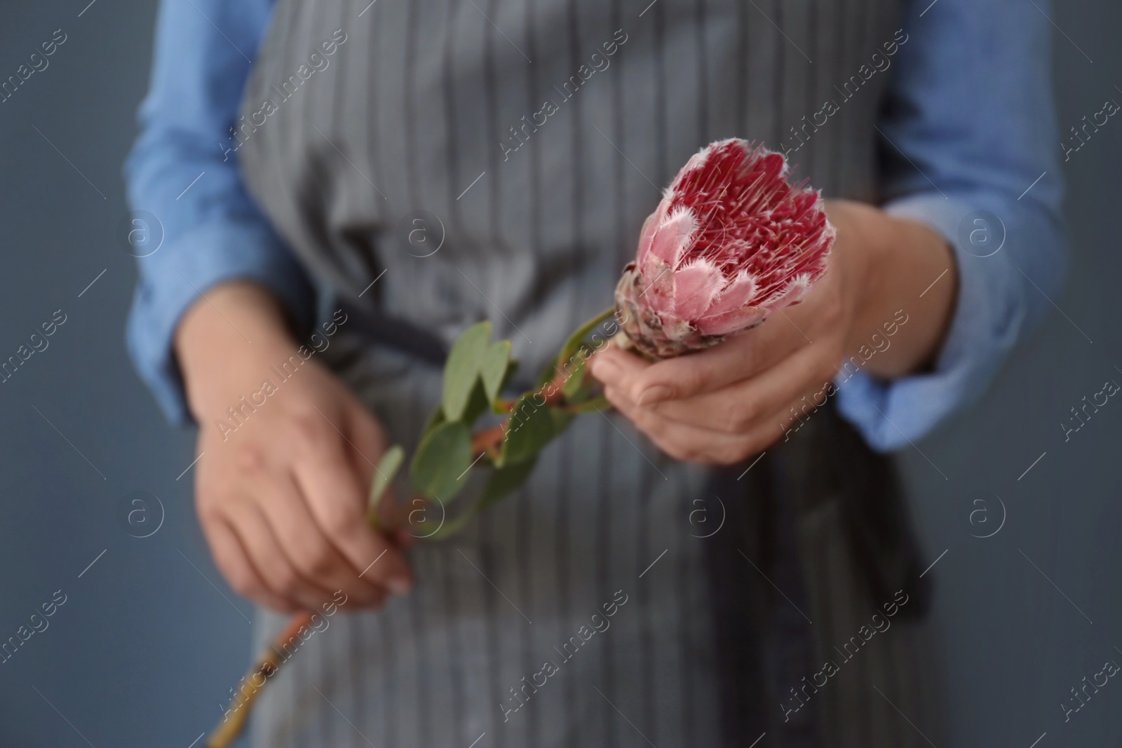 Photo of Female florist holding beautiful flower on color background, closeup