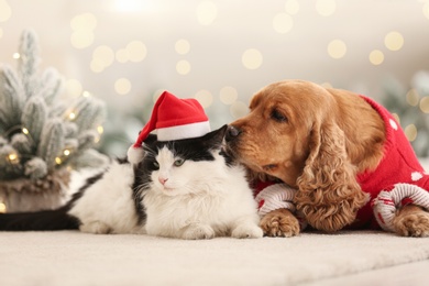 Adorable Cocker Spaniel dog with cat in Christmas sweater and Santa hat near decorative fir tree