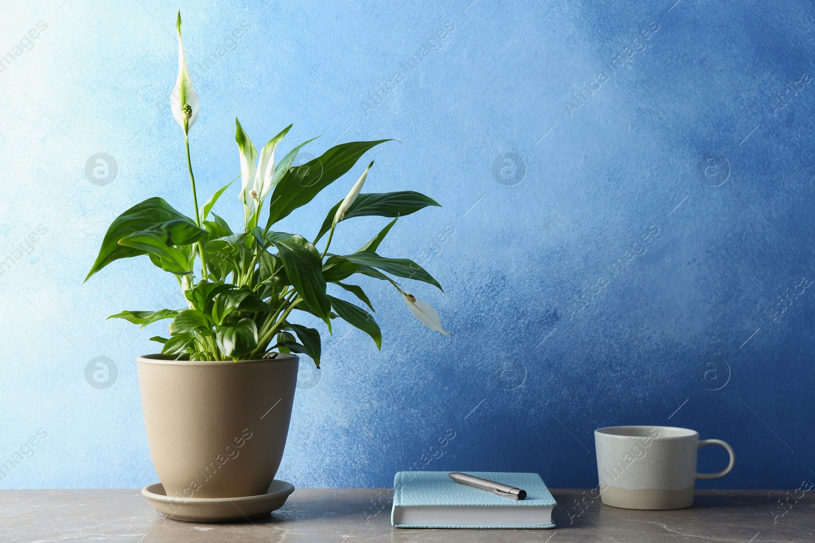 Photo of Composition with peace lily, notebook and cup on table against color wall. Space for text
