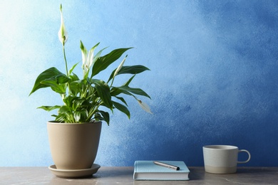 Photo of Composition with peace lily, notebook and cup on table against color wall. Space for text