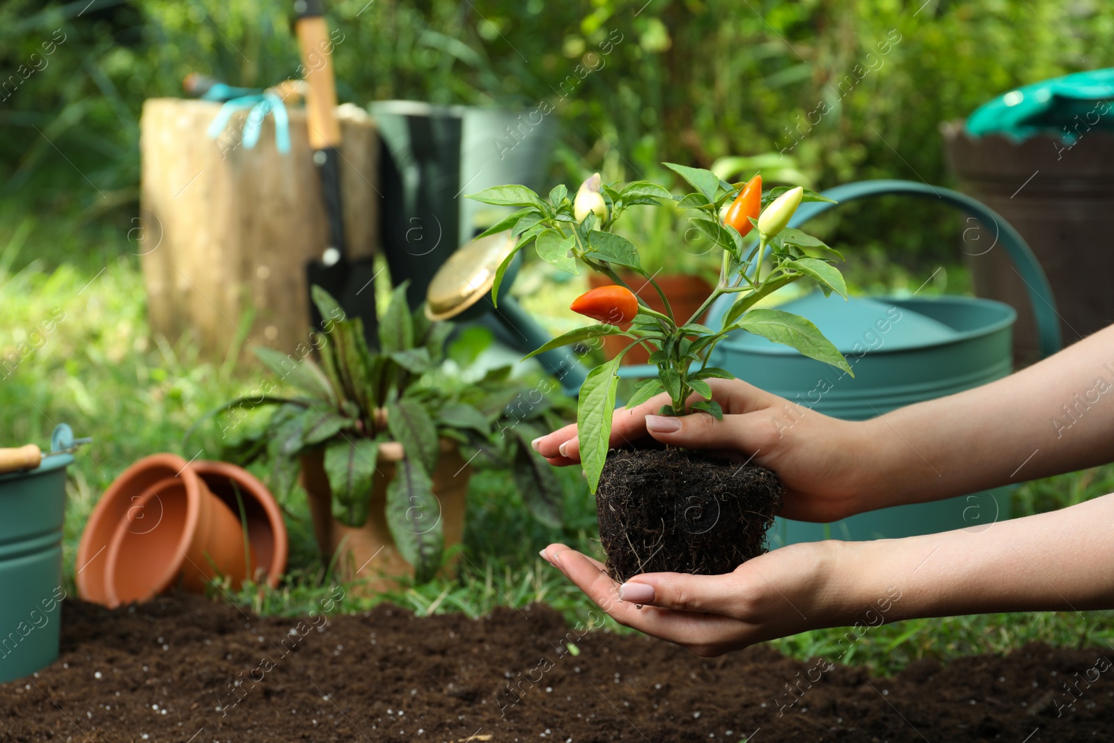 Photo of Woman holding pepper plant over soil in garden, closeup. Space for text