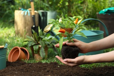 Woman holding pepper plant over soil in garden, closeup. Space for text