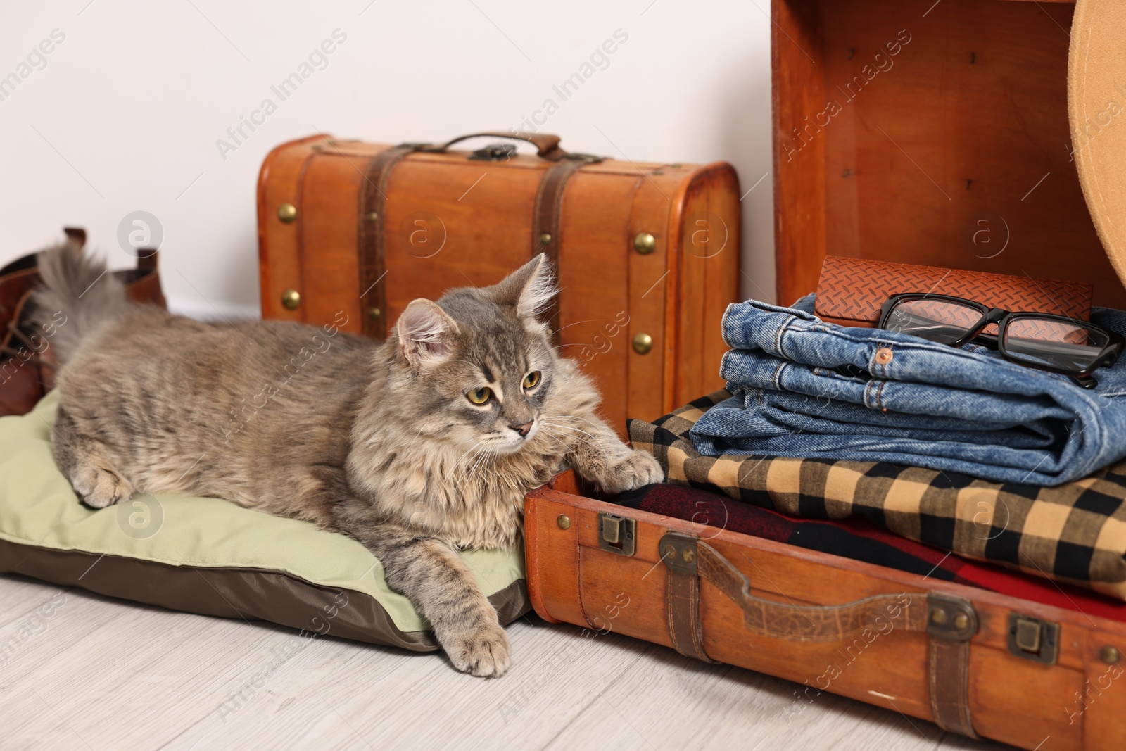 Photo of Travel with pet. Cat, clothes and suitcases indoors