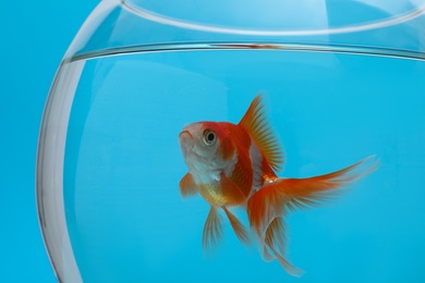 Photo of Beautiful goldfish in aquarium on blue background, closeup