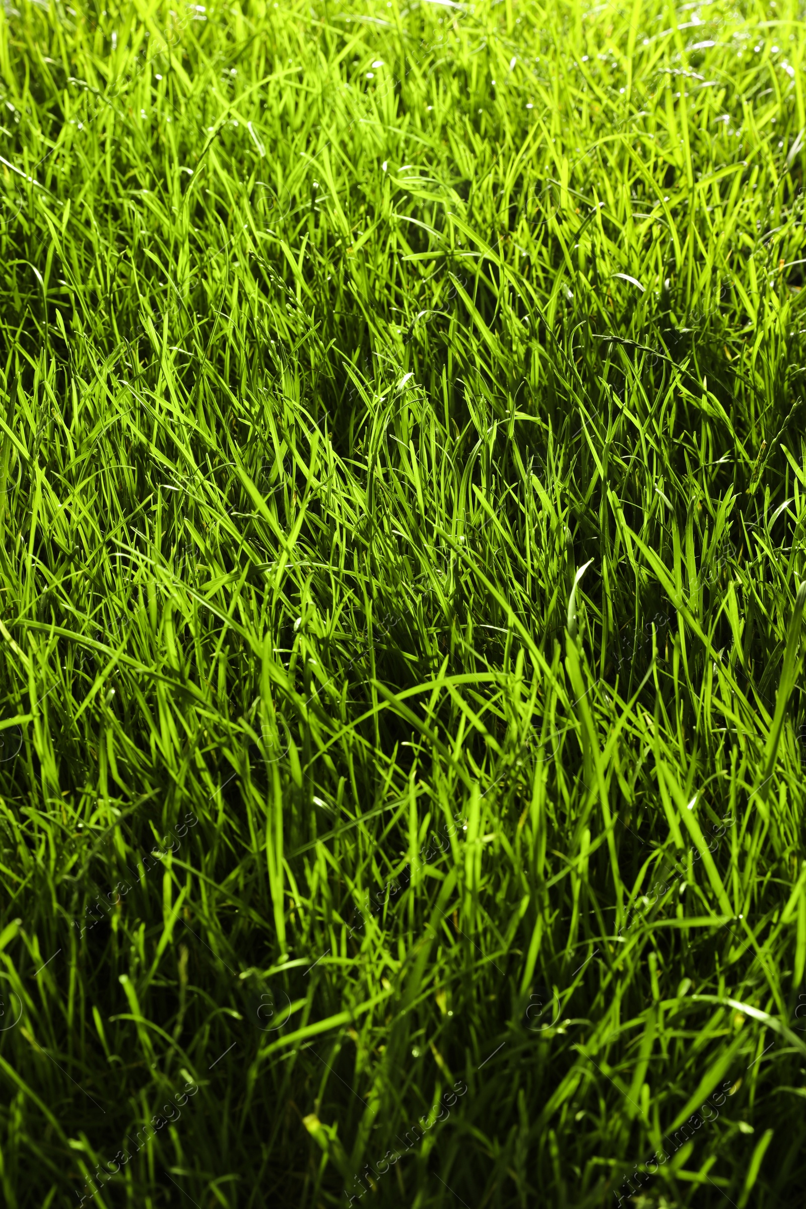 Photo of Beautiful lush green grass as background, closeup