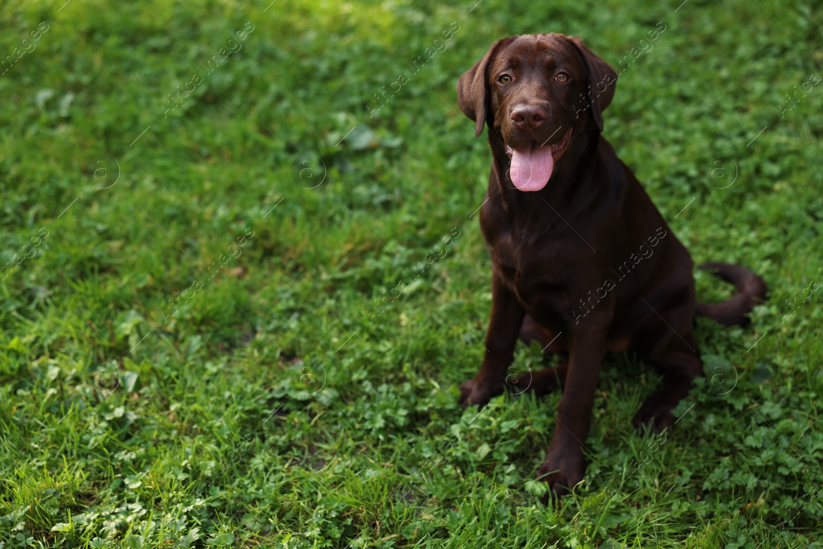 Photo of Adorable Labrador Retriever dog sitting on green grass in park, space for text