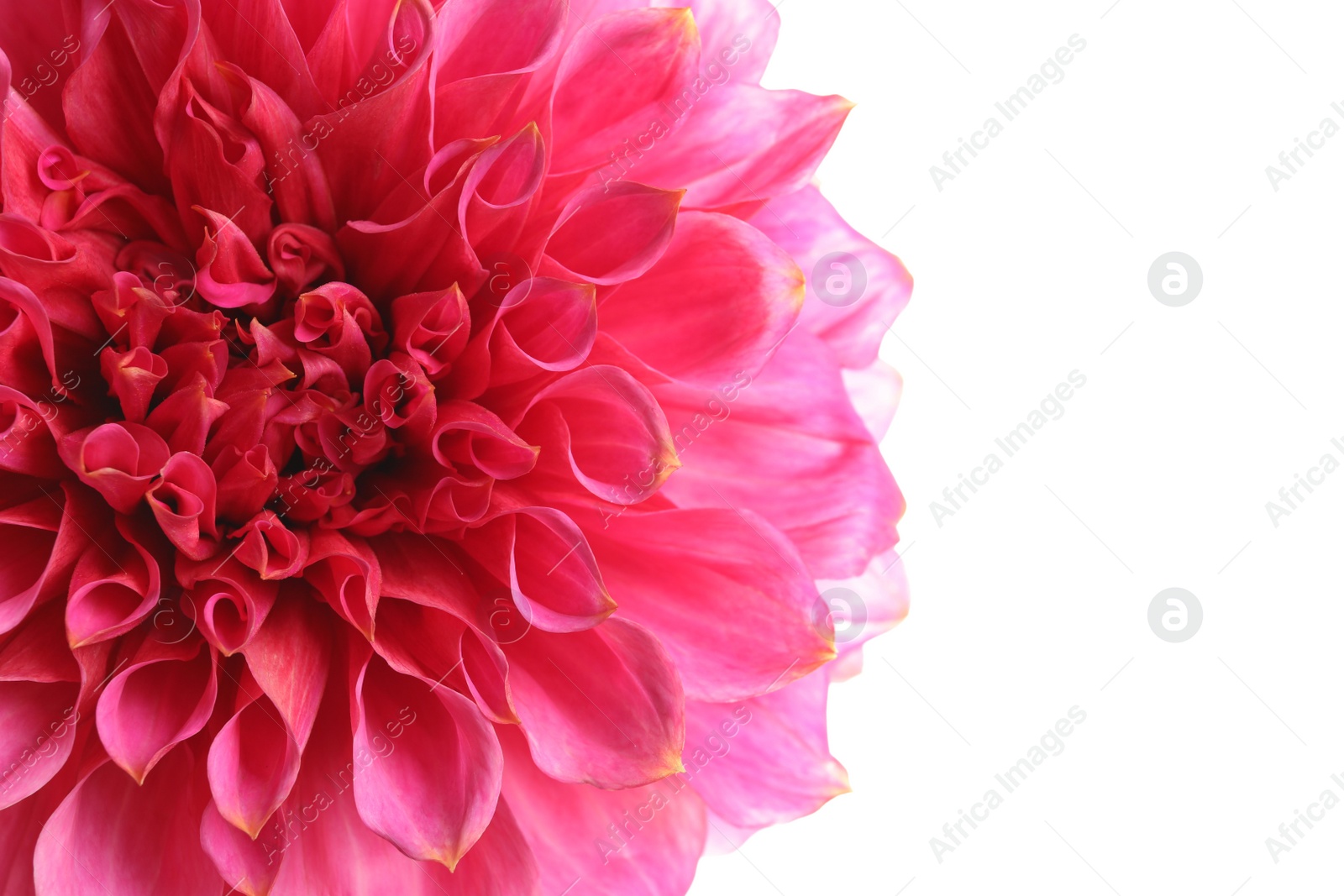 Photo of Beautiful pink dahlia flower on white background, closeup