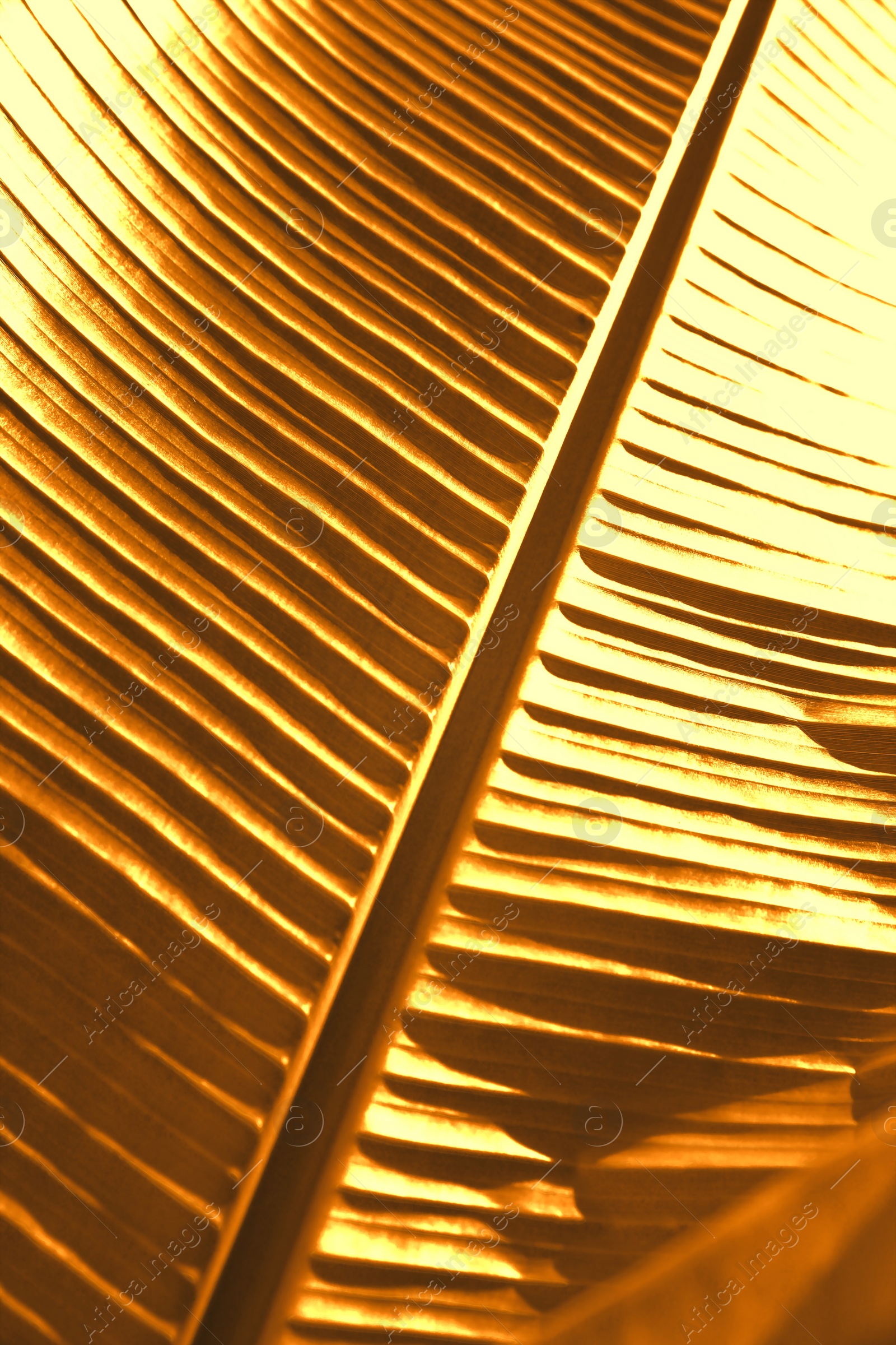 Image of Shiny golden palm leaf as background, closeup