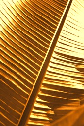 Image of Shiny golden palm leaf as background, closeup