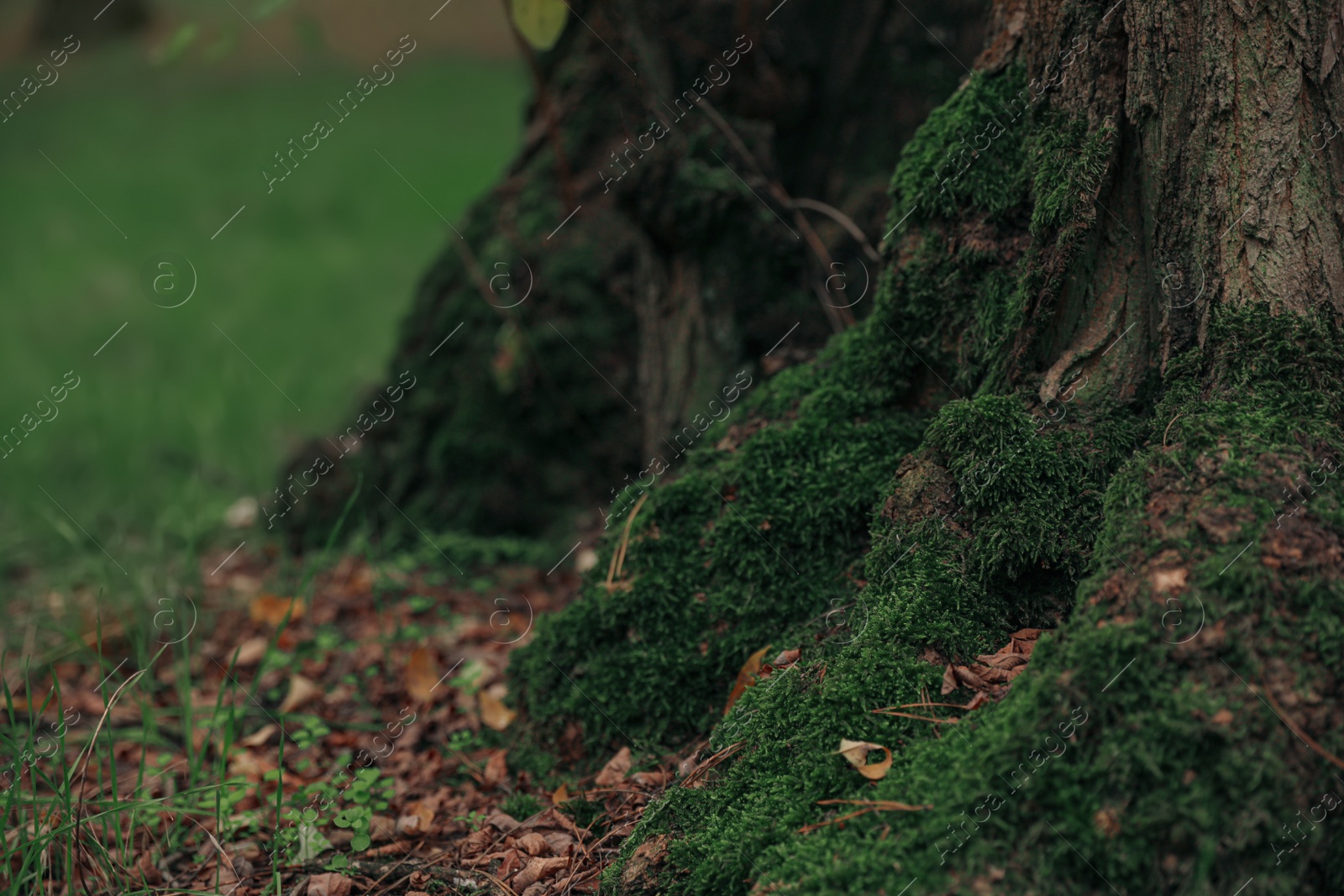 Photo of Tree trunk with green moss in forest on autumn day, closeup