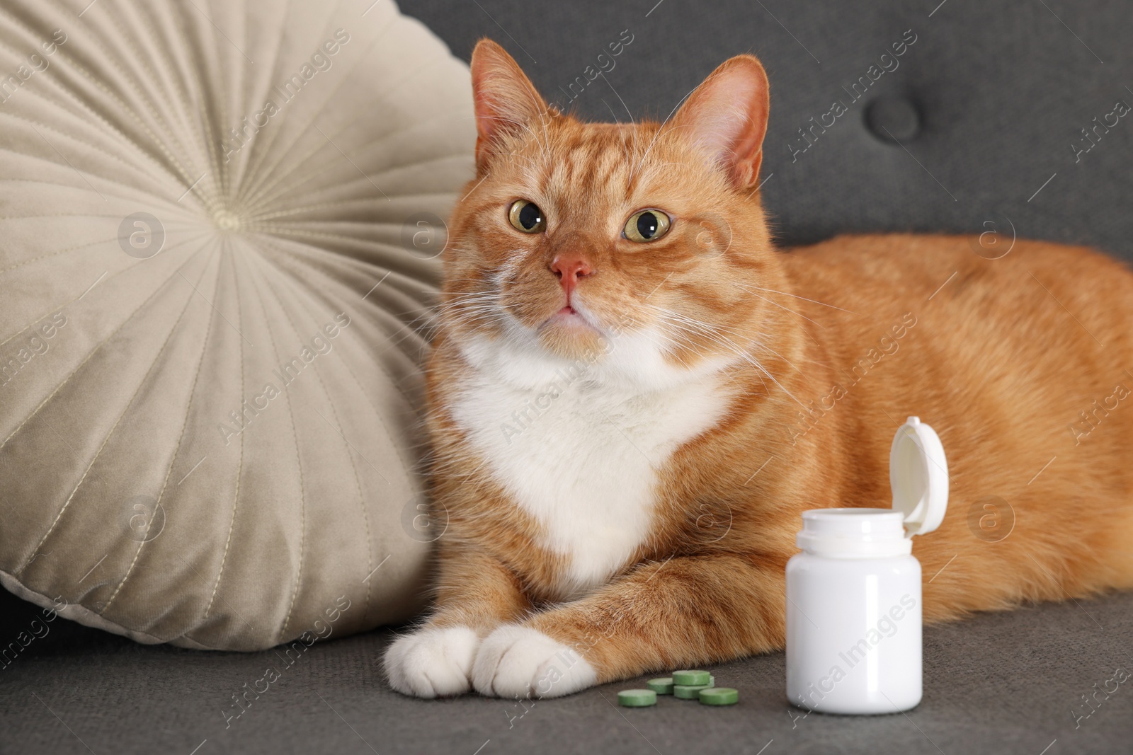 Photo of Cute ginger cat and vitamin pills on couch indoors