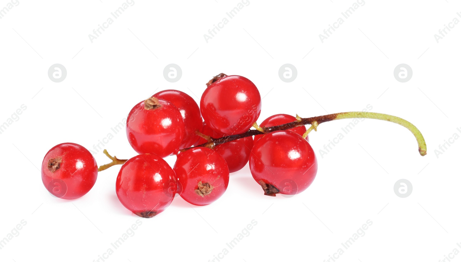 Photo of Bunch of fresh ripe red currants isolated on white