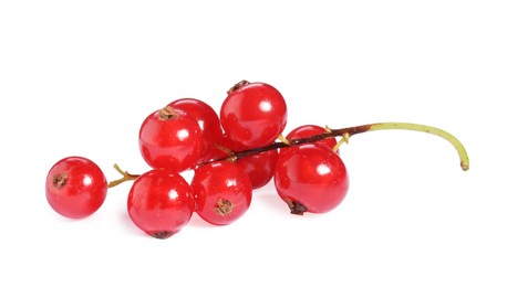 Photo of Bunch of fresh ripe red currants isolated on white