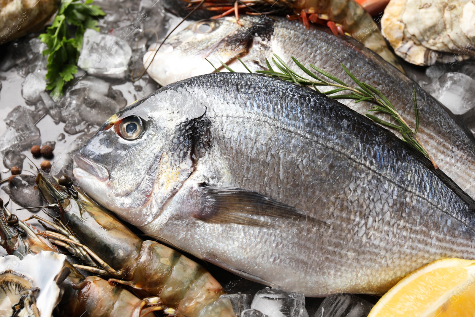 Photo of Fresh raw dorado fish, shrimps and lemon on grey table, closeup