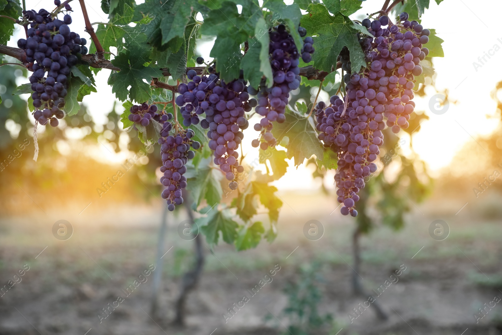 Photo of Bunch of ripe juicy grapes on branch in vineyard