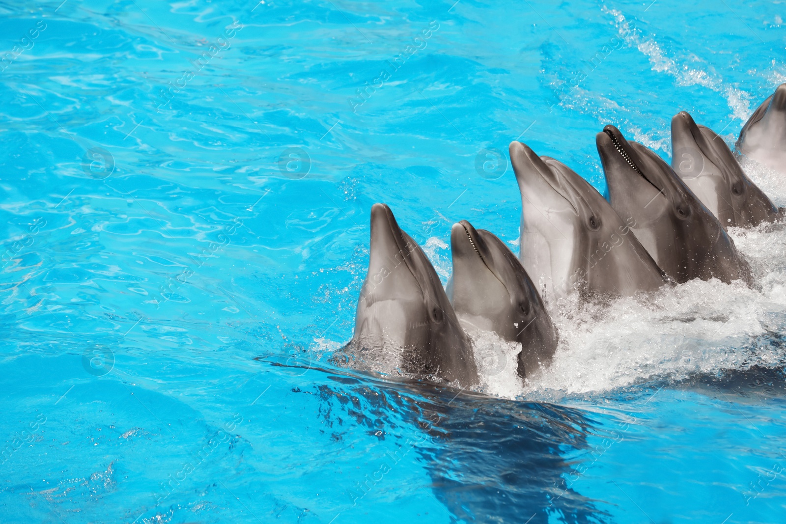 Photo of Dolphins swimming in pool at marine mammal park