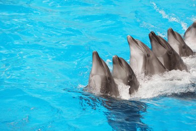 Photo of Dolphins swimming in pool at marine mammal park