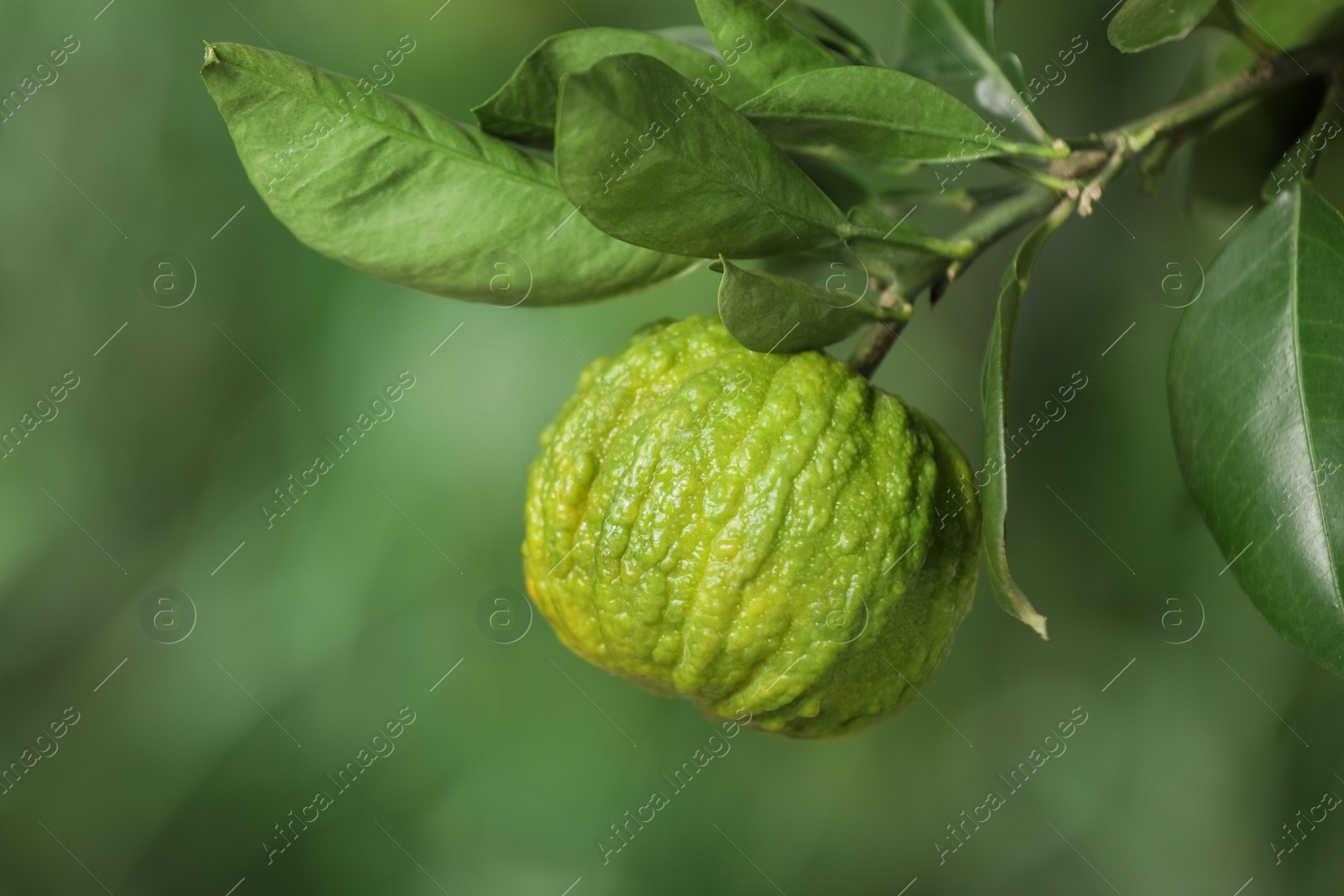 Photo of Closeup view of bergamot tree with fruit outdoors